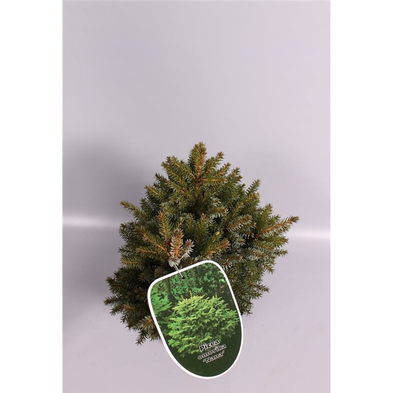 Serbgran – Picea omorika 'Nana' - C7,5 30/+ CM